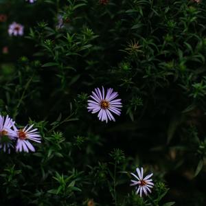 I Can Buy Myself Flowers (Sped Up)