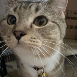 夜空中最亮的星