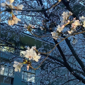 未说出口的星光