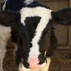 the song about nothing