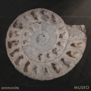 Ammonite