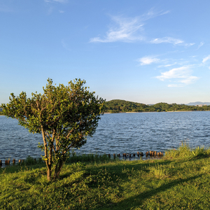 相约一九九八 (中阮)