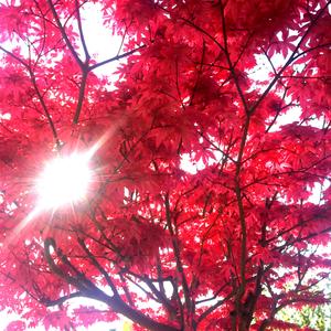 ASMR 손으로 단풍 낙엽을 청소하는 소리