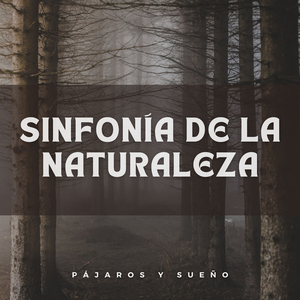 Abejas Zumbadoras Y Pájaros Cantores