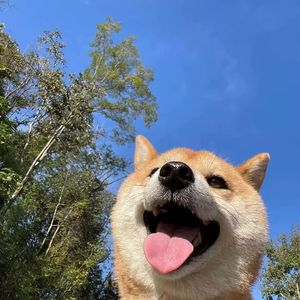 《灵动琴音点亮旅途Vlog》怡然自得的椰子圣代