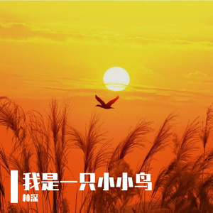 我是一只小小鸟