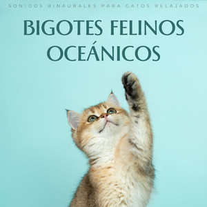Maullido Esponjoso