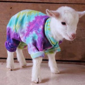 白月光与朱砂痣（片段）