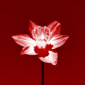 The fight for the dragon flower