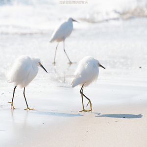 静止甜美的爵士