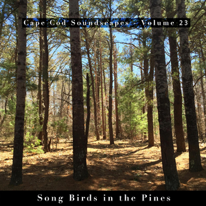 Cape Cod Soundscapes: Song Birds in the Pines, Pt. 2