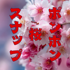 ポンポン桜スナップ