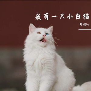 我有一只小白猫