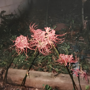 Don't Forget To Feed Your Neopets