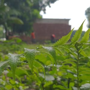 Nitol Paye