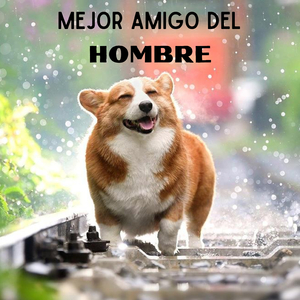 ADIESTRAR UN CACHORRO