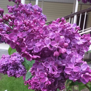 황혼의 빛에 대한 인식