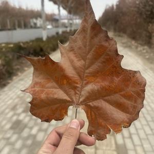 如果当时能晚点说爱