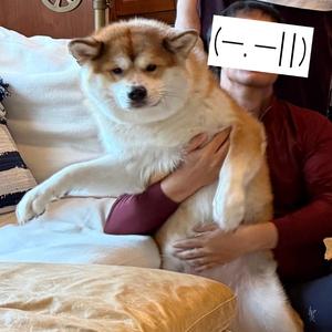 Mango(Akita) in the Party