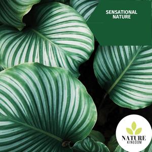 Significance Of Fire Bubbles