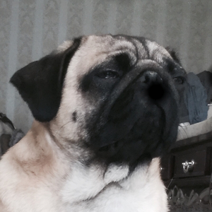 忧伤的传奇凤凰