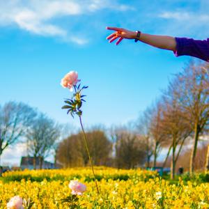 PERFECT FLOWERS