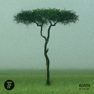 Acacia