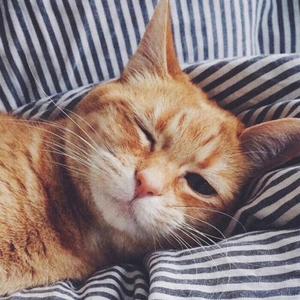 トイレの神様(中文版)（翻自 植村花菜）