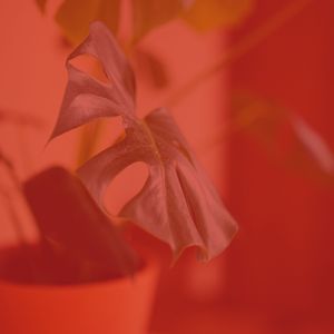 抚慰的餐厅回忆