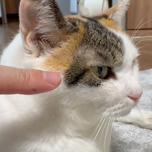 クレオパトラライン