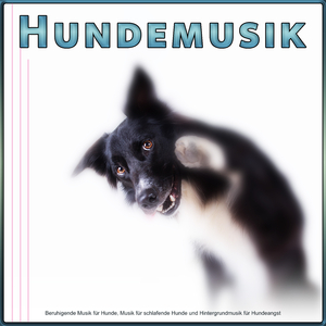 Hintergrundmusik für Hundeangst