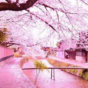 故乡的樱花开了(Original Mix)