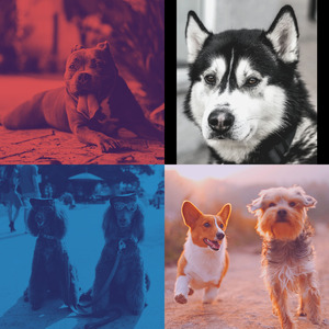 温和孤独的狗梦想