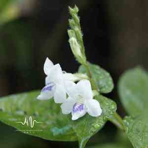 忆红颜 (催眠曲)