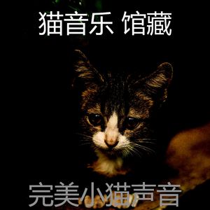 有趣睡猫情怀