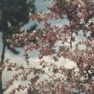 Minto (feat. Ashes and Dreams)