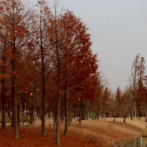 寂寞沙洲冷（吉他弹唱版）