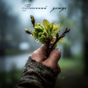 Весенний дождь