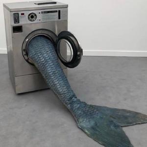我是一只鱼
