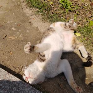 青春的颜色（翻唱）