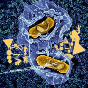 Ecnomiohyla echinata (The Oaxacan Fringe-limbed Treefrog)