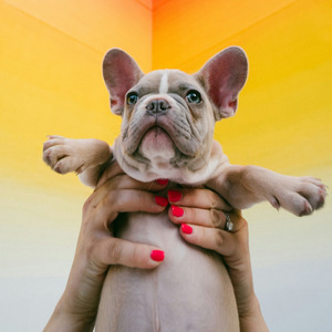 мой питомец