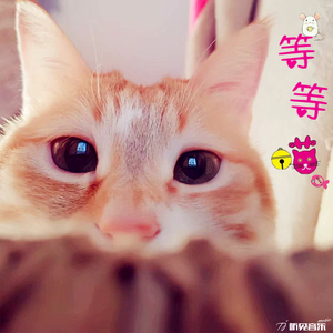 等等喵