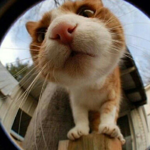 OH NO OH NO OH NONONONO