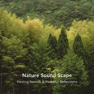 眠りの浅い貴方のための快眠音楽 1分で眠れるヒーリングギター (自律神経を整える睡眠用 森 鳥)