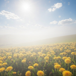 陽だまりの記憶