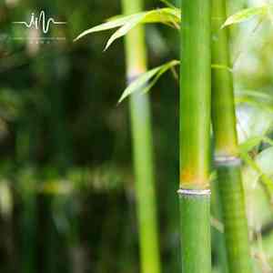 小禅佩剑 (沉浸式放松)