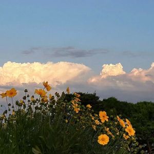 喜人 (The Drifter's Blessing)