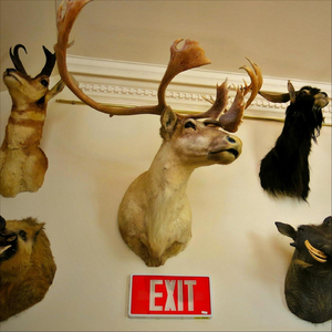 The New Orleans Hornets