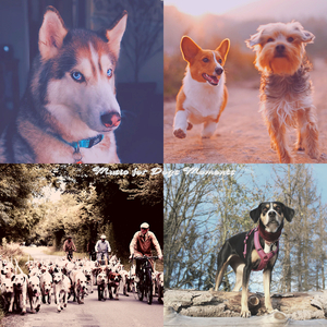 Carefree Ambiance for Doggy Training